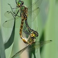 Gefleckte Smaragdlibelle (Somatochlora flavomaculata)